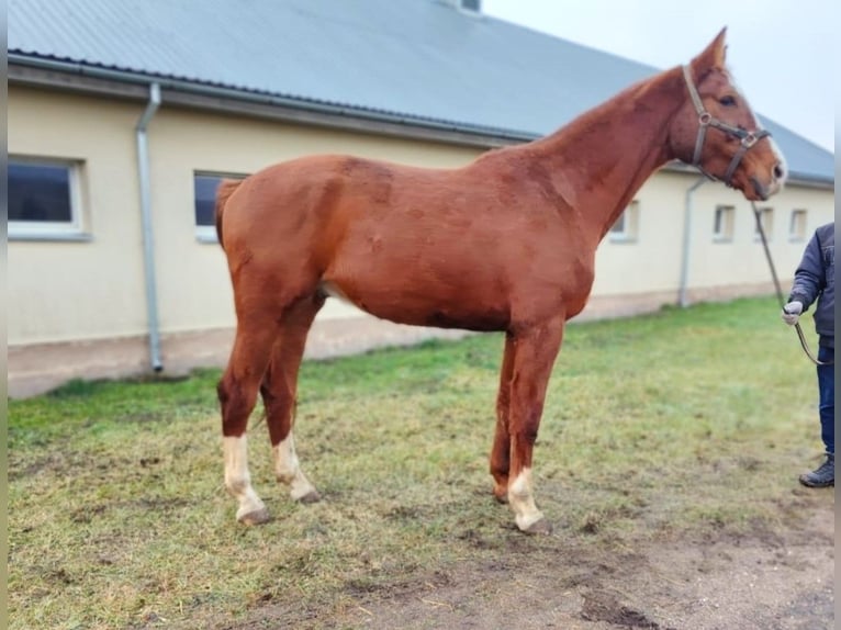 Hanoverian Mix Gelding 5 years 16,3 hh Bay in Panevežys