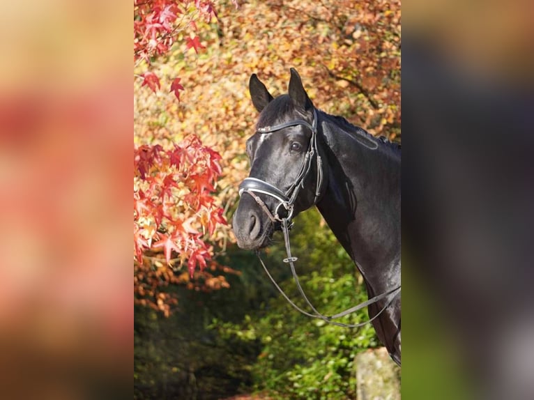 Hanoverian Gelding 5 years 16.3 hh Black in Puebla De Guzman