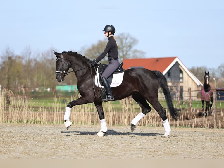 Hanoverian Gelding 5 years 16.3 hh Black in Haaksbergen