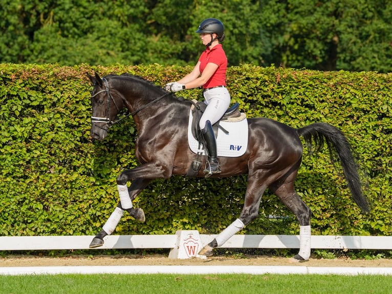 Hanoverian Gelding 5 years 16,3 hh Black in Münster