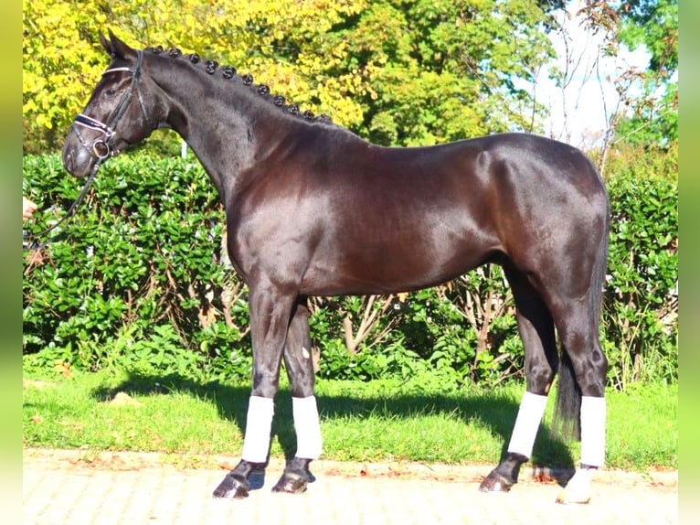 Hanoverian Gelding 5 years 16,3 hh Black in Selsingen