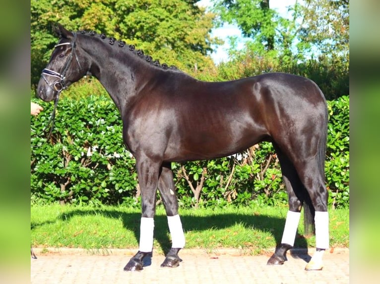 Hanoverian Gelding 5 years 16,3 hh Black in Selsingen