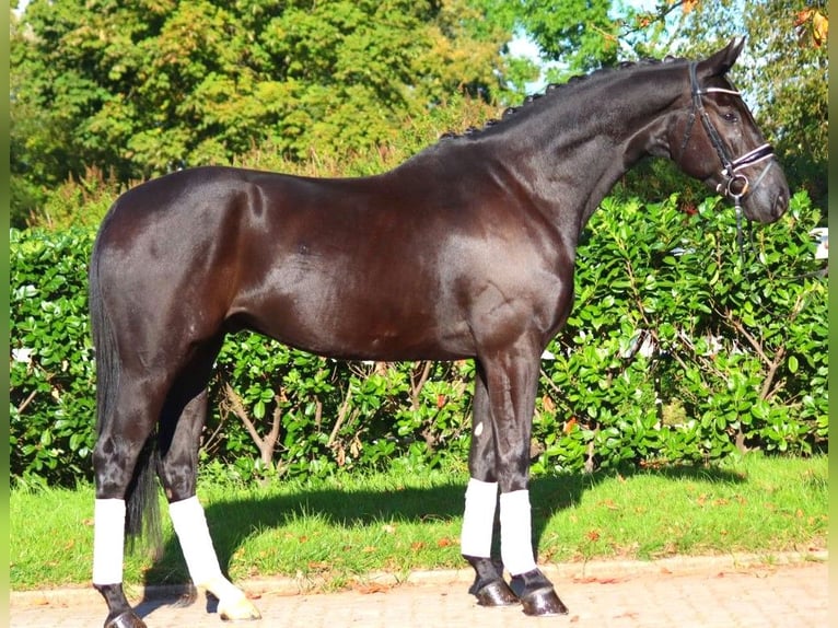 Hanoverian Gelding 5 years 16,3 hh Black in Selsingen