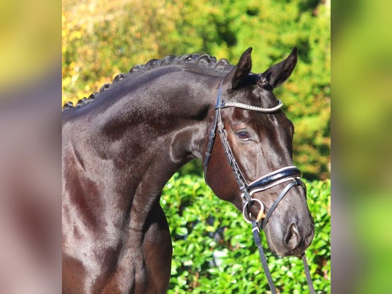 Hanoverian Gelding 5 years 16,3 hh Black in Selsingen