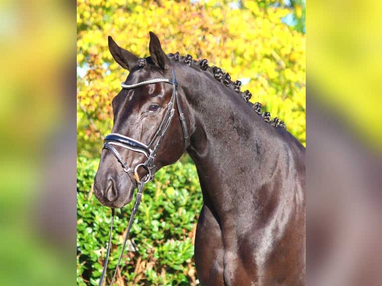 Hanoverian Gelding 5 years 16,3 hh Black in Selsingen