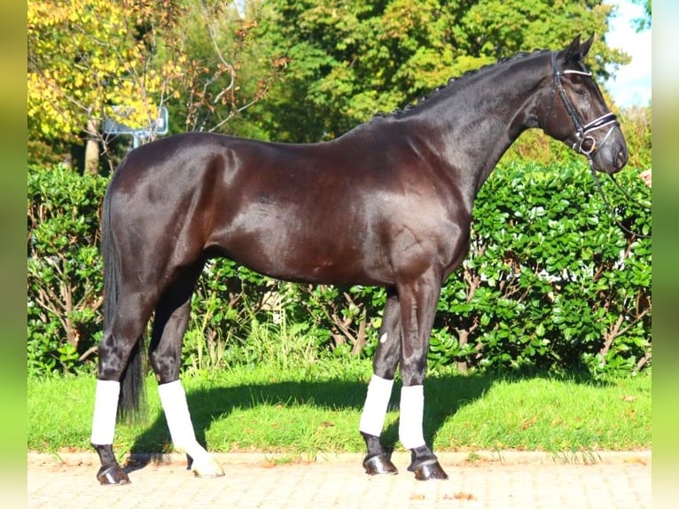 Hanoverian Gelding 5 years 16,3 hh Black in Selsingen