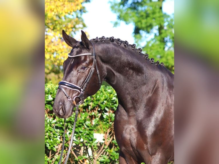 Hanoverian Gelding 5 years 16,3 hh Black in Selsingen