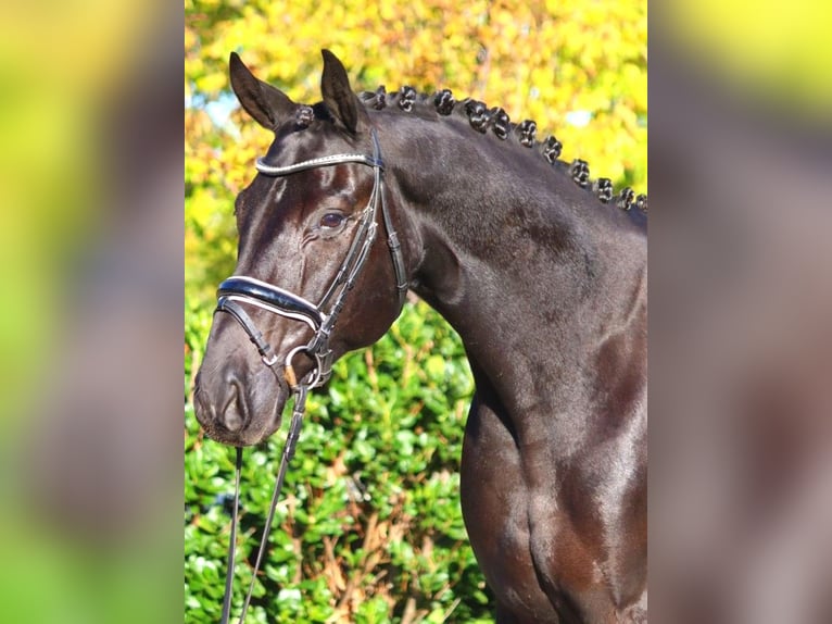 Hanoverian Gelding 5 years 16,3 hh Black in Selsingen