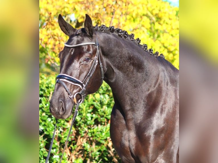 Hanoverian Gelding 5 years 16,3 hh Black in Selsingen