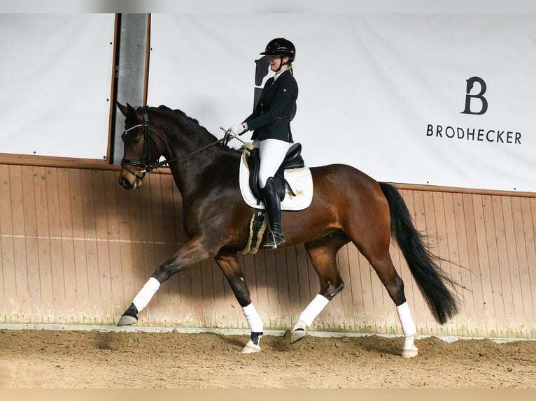 Hanoverian Gelding 5 years 16.3 hh Brown in Riedstadt