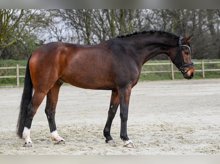 Hanoverian Gelding 5 years 16.3 hh Brown in Riedstadt