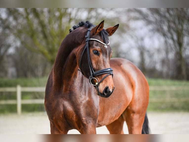 Hanoverian Gelding 5 years 16.3 hh Brown in Riedstadt