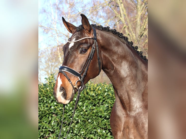 Hanoverian Gelding 5 years 16.3 hh Brown in Selsingen