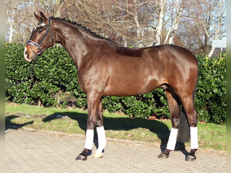 Hanoverian Gelding 5 years 16.3 hh Brown in Selsingen