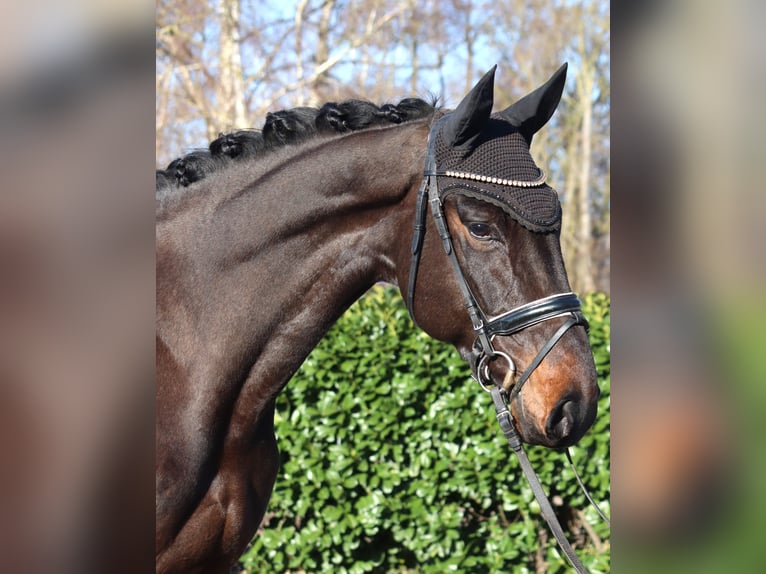 Hanoverian Gelding 5 years 16.3 hh Brown in Selsingen