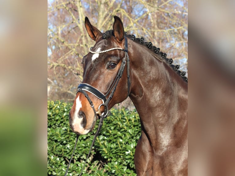 Hanoverian Gelding 5 years 16.3 hh Brown in Selsingen