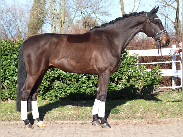 Hanoverian Gelding 5 years 16.3 hh Brown in Selsingen