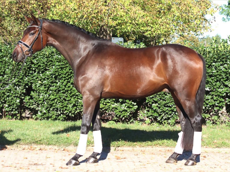Hanoverian Gelding 5 years 16.3 hh Brown in Selsingen