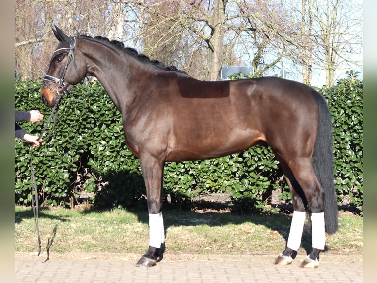 Hanoverian Gelding 5 years 16.3 hh Brown in Selsingen