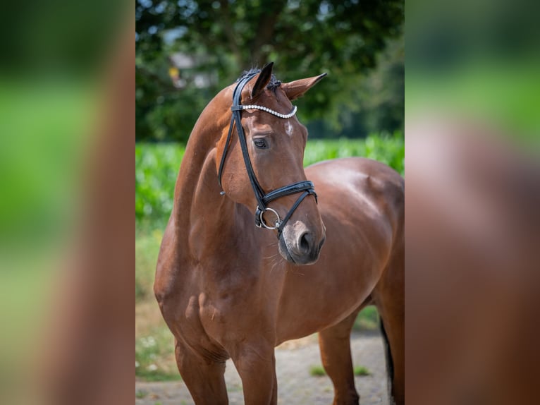 Hanoverian Gelding 5 years 16.3 hh Brown in Bramsche