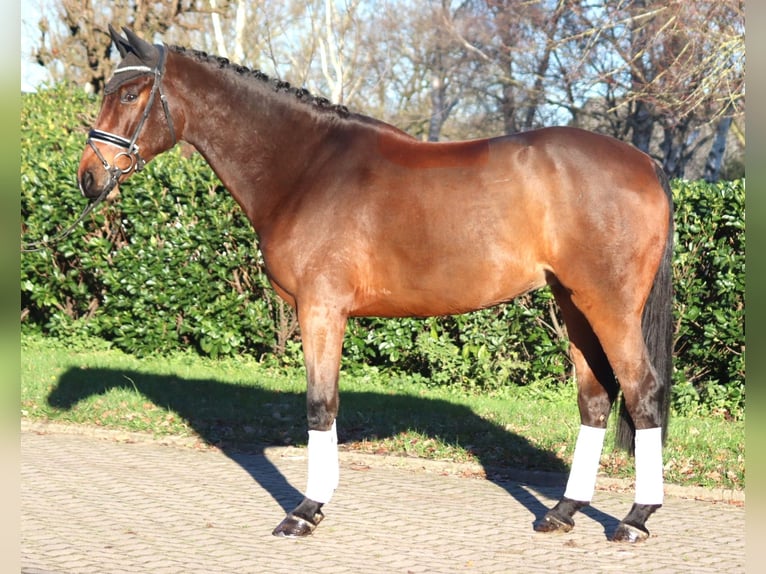 Hanoverian Gelding 5 years 16,3 hh Brown in Selsingen