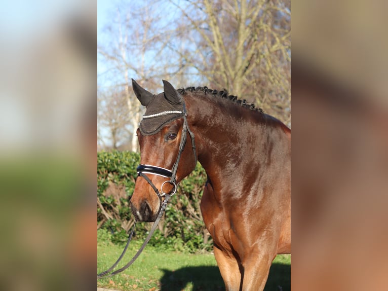 Hanoverian Gelding 5 years 16,3 hh Brown in Selsingen