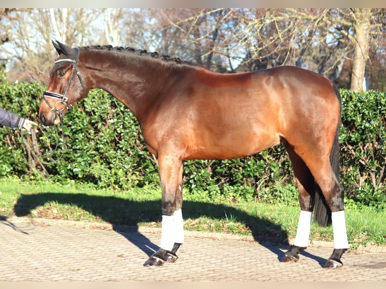 Hanoverian Gelding 5 years 16,3 hh Brown in Selsingen