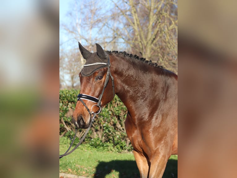 Hanoverian Gelding 5 years 16,3 hh Brown in Selsingen