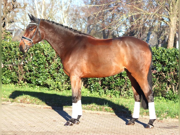 Hanoverian Gelding 5 years 16,3 hh Brown in Selsingen