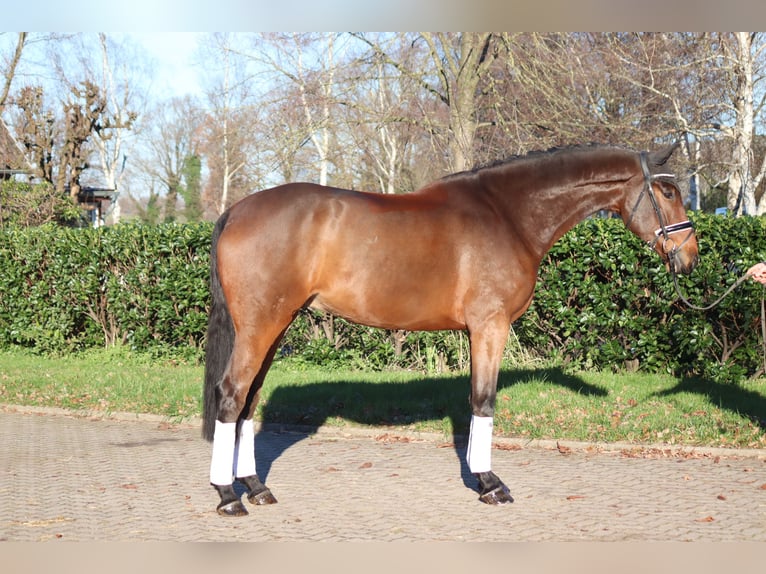 Hanoverian Gelding 5 years 16,3 hh Brown in Selsingen