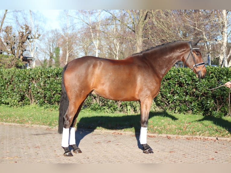 Hanoverian Gelding 5 years 16,3 hh Brown in Selsingen