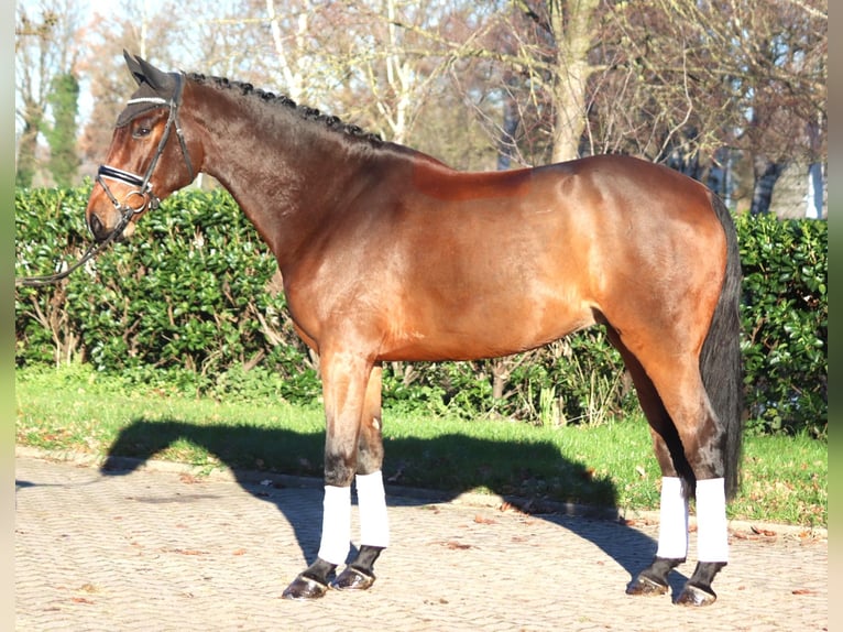 Hanoverian Gelding 5 years 16,3 hh Brown in Selsingen