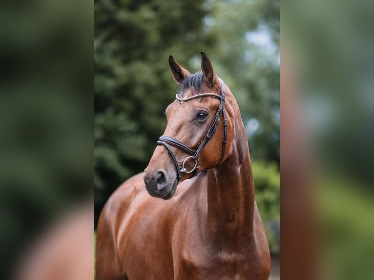 Hanoverian Gelding 5 years 16,3 hh Brown in Riedstadt