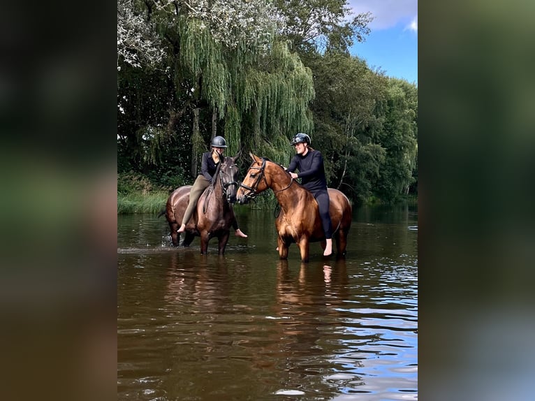 Hanoverian Gelding 5 years 16,3 hh Brown in Vechelde