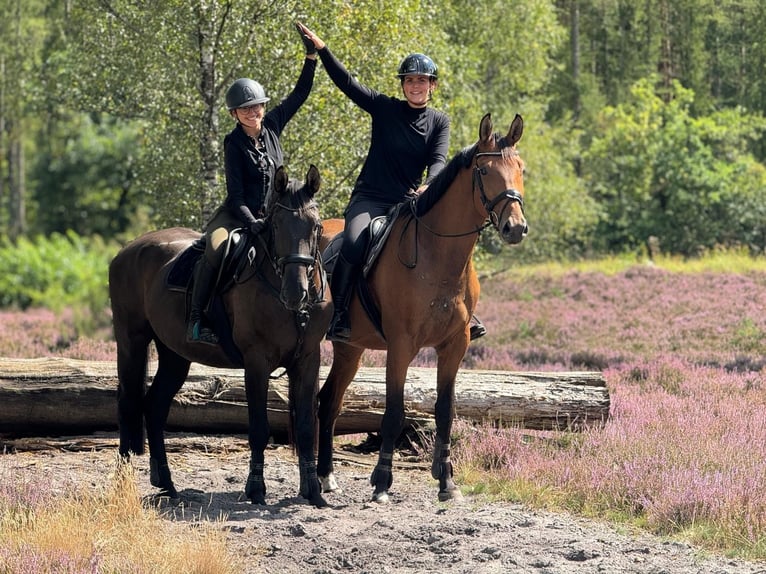 Hanoverian Gelding 5 years 16,3 hh Brown in Vechelde