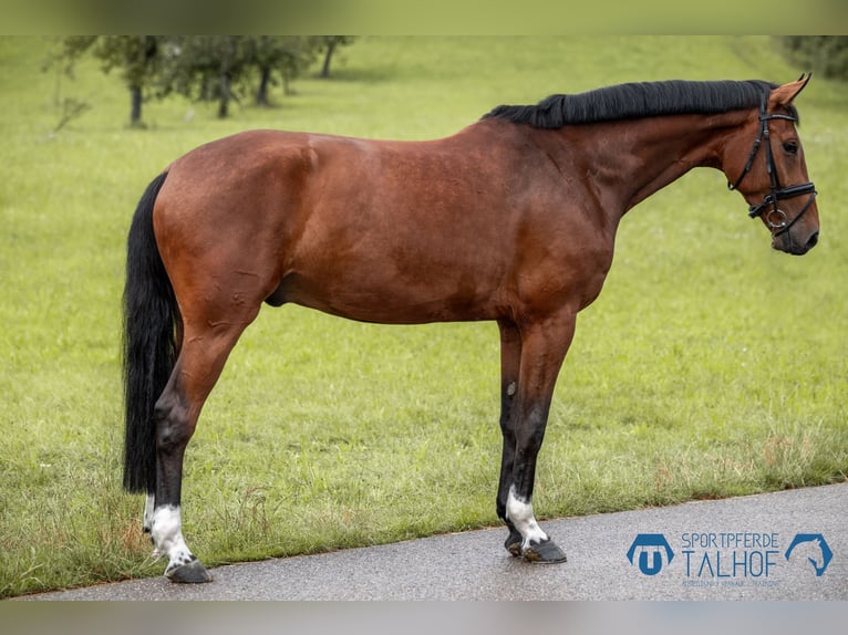 Hanoverian Gelding 5 years 16,3 hh Brown in Korntal-Münchingen