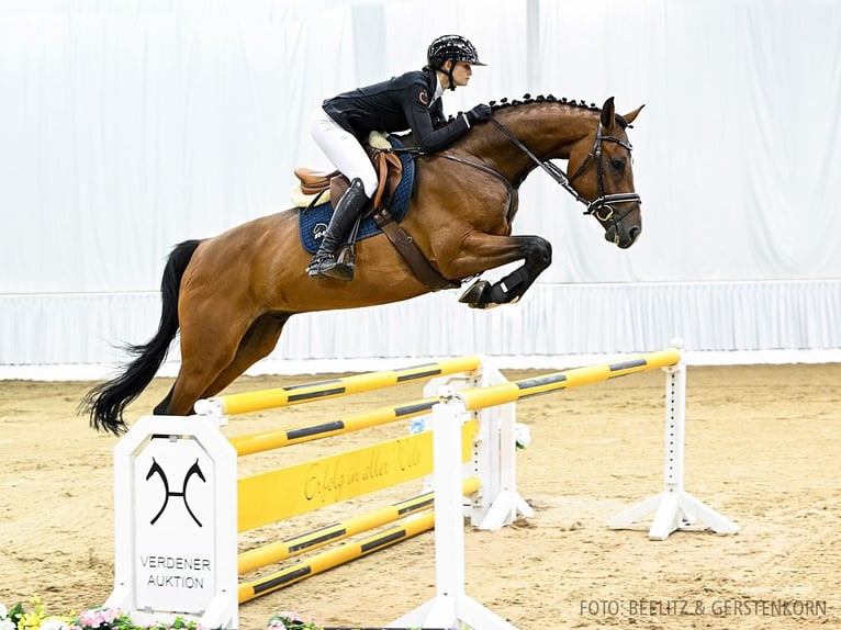 Hanoverian Gelding 5 years 16,3 hh Brown in Verden