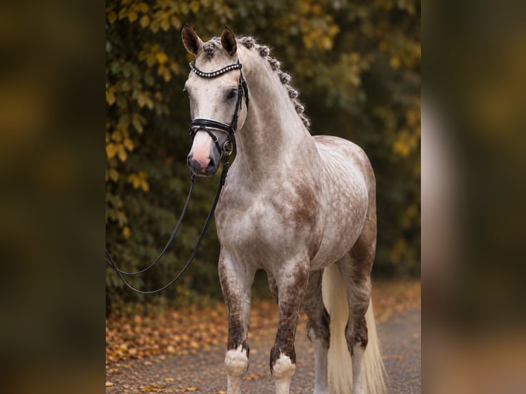 Hanoverian Gelding 5 years 16.3 hh Can be white in Helvécia