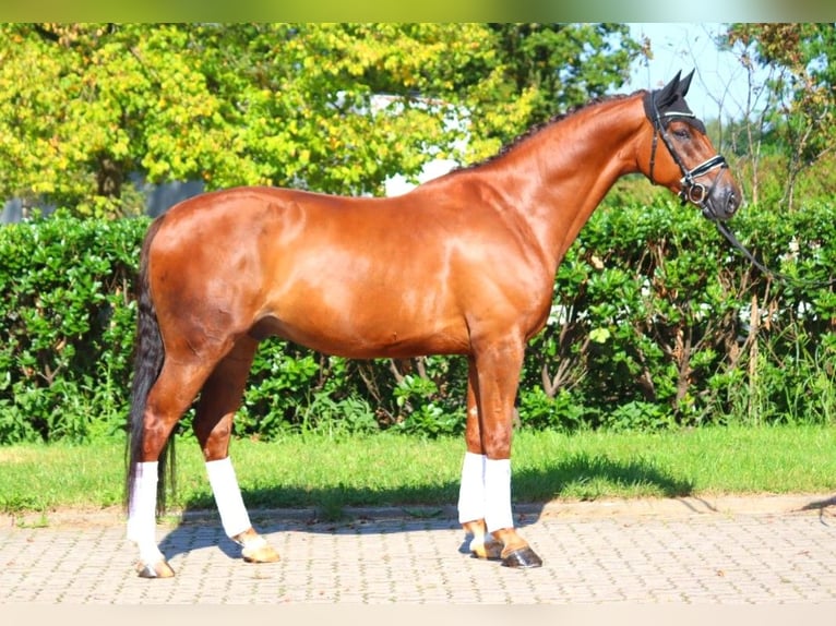 Hanoverian Gelding 5 years 16,3 hh Chestnut in Selsingen