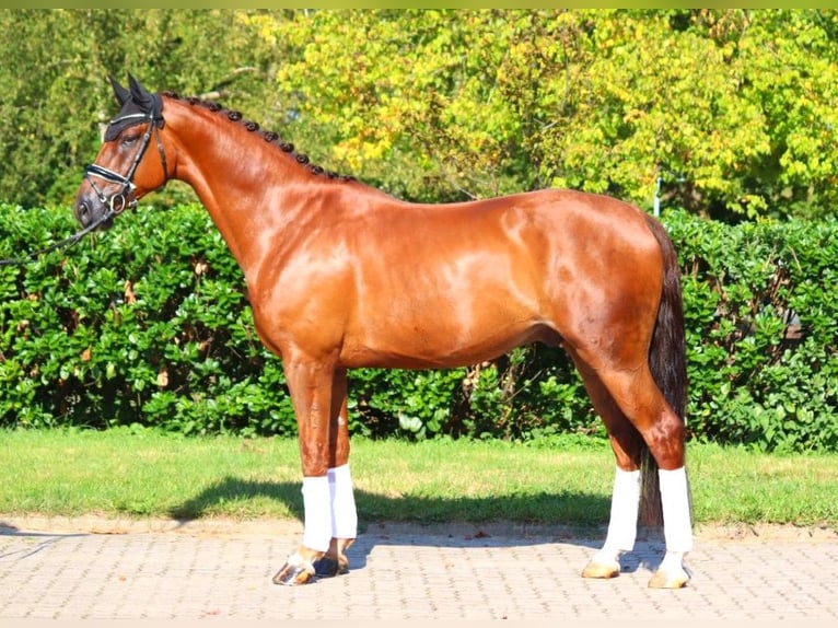 Hanoverian Gelding 5 years 16,3 hh Chestnut in Selsingen