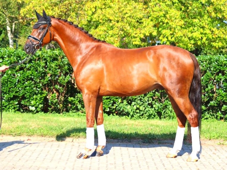 Hanoverian Gelding 5 years 16,3 hh Chestnut in Selsingen