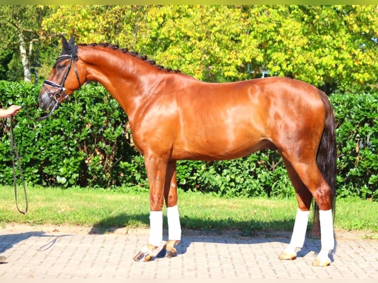 Hanoverian Gelding 5 years 16,3 hh Chestnut in Selsingen