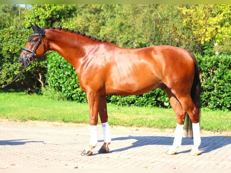 Hanoverian Gelding 5 years 16,3 hh Chestnut in Selsingen