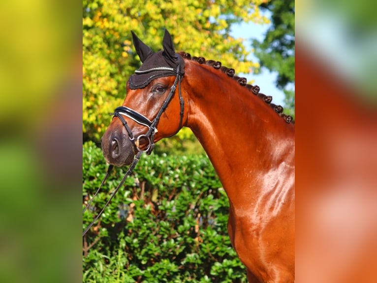 Hanoverian Gelding 5 years 16,3 hh Chestnut in Selsingen