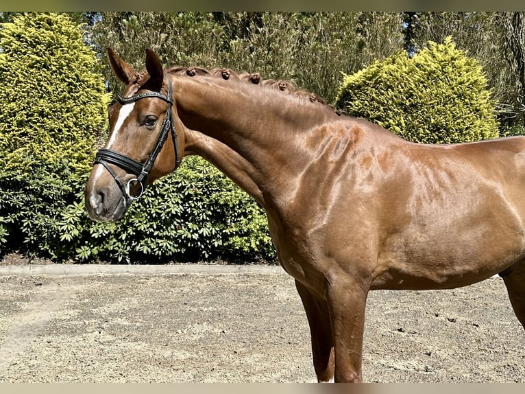 Hanoverian Gelding 5 years 16.3 hh Chestnut-Red in Brockel