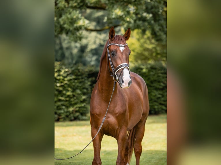 Hanoverian, Gelding, 5 years, 16.3 hh, Chestnut-Red