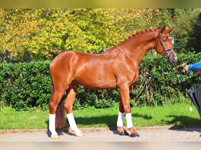 Hanoverian Gelding 5 years 16,3 hh Chestnut-Red in Selsingen