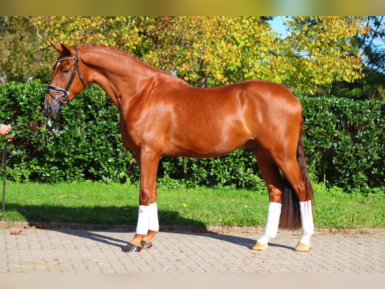 Hanoverian Gelding 5 years 16,3 hh Chestnut-Red in Selsingen