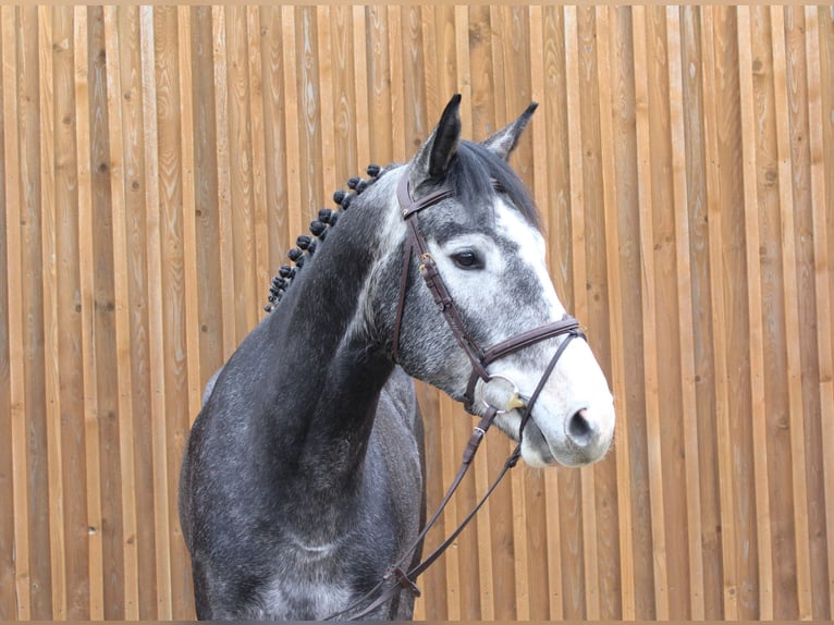 Hanoverian Gelding 5 years 16,3 hh Gray in Uetze