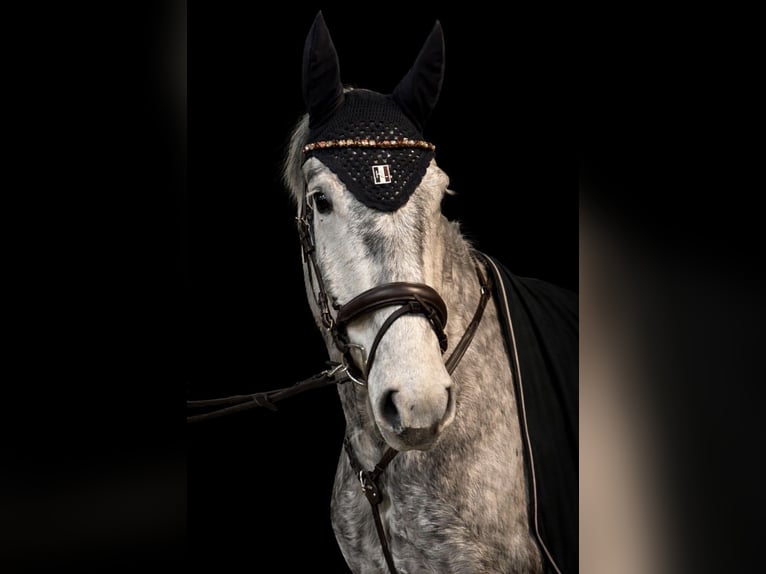 Hanoverian Gelding 5 years 16.3 hh Grey in Dannenberg (Elbe)